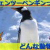 ジェンツーペンギンの生態・豆知識11選！天敵や泳ぐ速度など徹底解説！